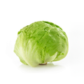 Lechuga Batavia Sucia