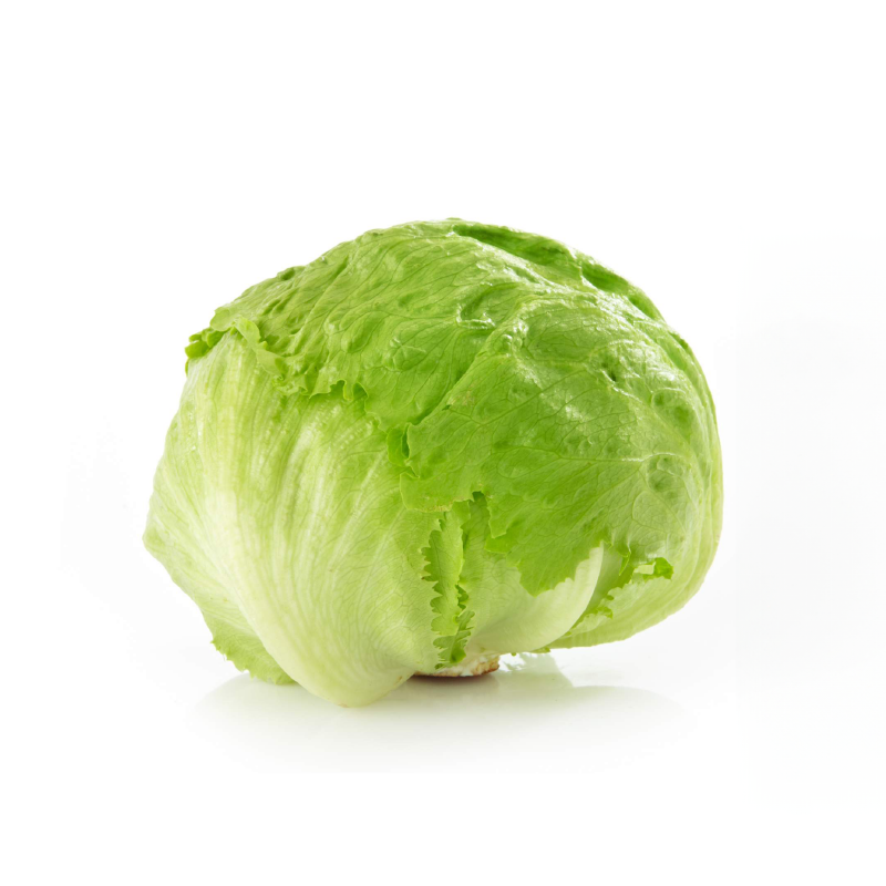 Lechuga Batavia Sucia