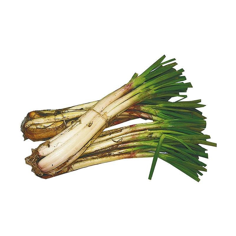 Cebolla Larga X Libra