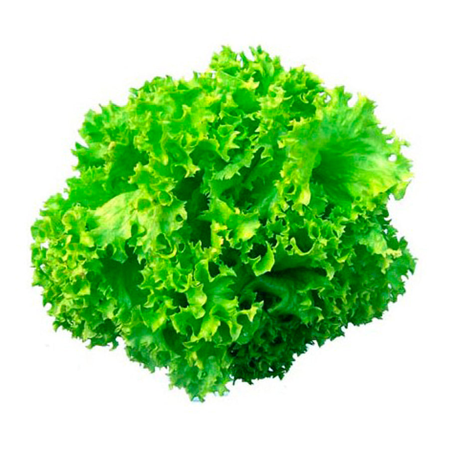 Lechuga Crespa x Libra