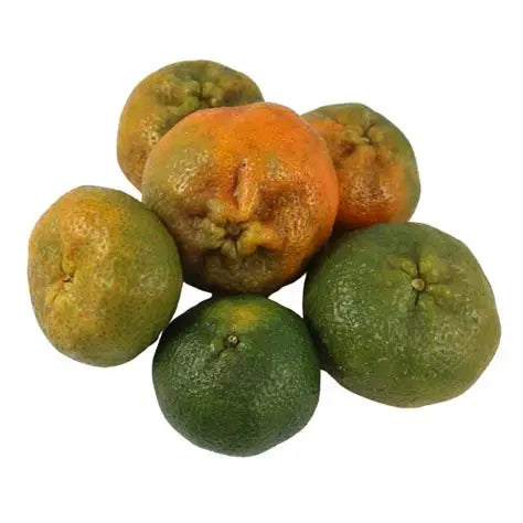 Mandarina Arrayana X Libra